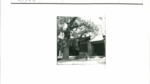 阳光树下童笑传统建筑前.jpg