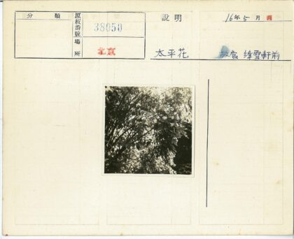 阳光树影下的白色花簇.jpg