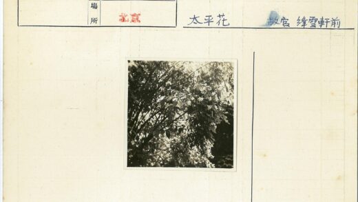 阳光树影下的白色花簇.jpg