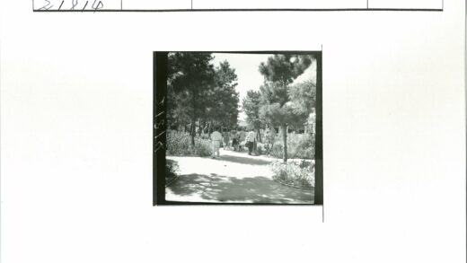 阳光树林小路漫步.jpg