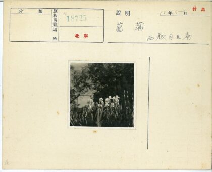阳光白花树木背景.jpg