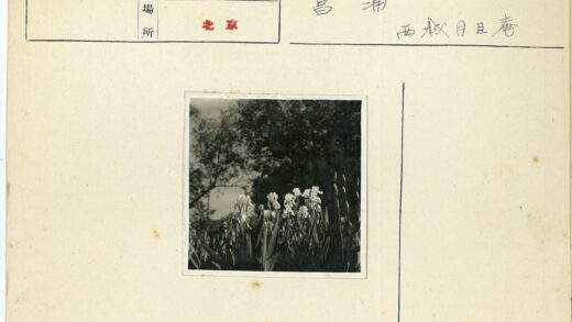 阳光白花树木背景.jpg
