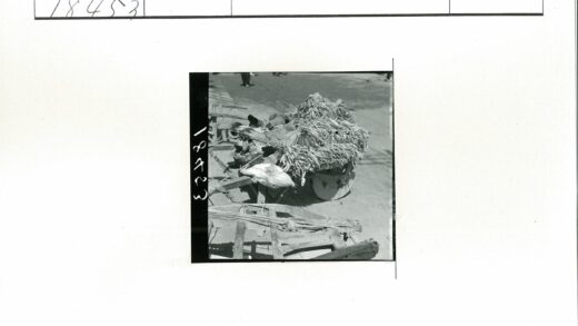 阳光街道满载鸡蔬木车.jpg