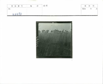 阴天凉亭芦苇风景照.jpg