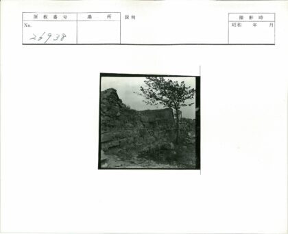 阴天孤树与风化石墙.jpg