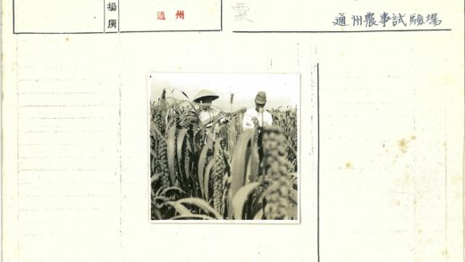 阴天戴帽人站在高植地.jpg
