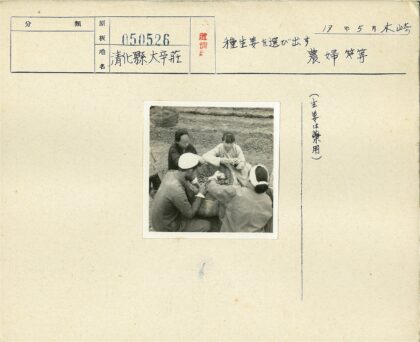 集体劳作收获坚果种子.jpg