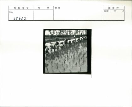 集体插秧劳作水田风光.jpg