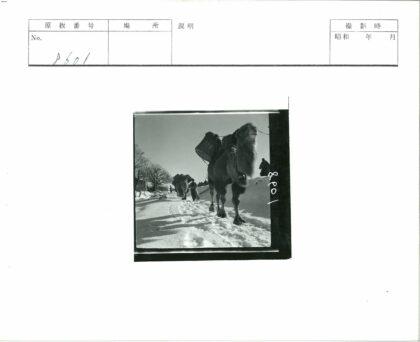 雪地骆驼队行走.jpg