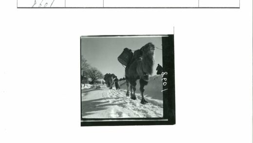 雪地骆驼队行走.jpg