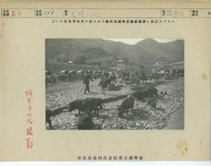 露天市场猪群与人群景象.jpg