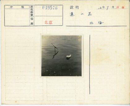 静水白羽与金属倒影.jpg