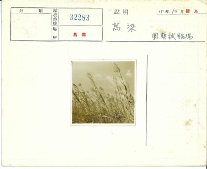 风中摇曳的高草.jpg