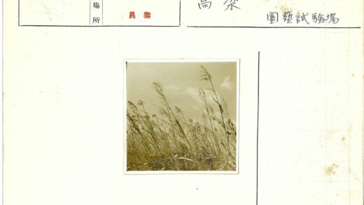 风中摇曳的高草.jpg