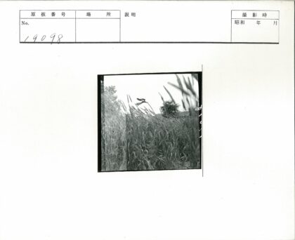 风中栖鸟与摇曳高草.jpg