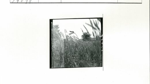 风中栖鸟与摇曳高草.jpg