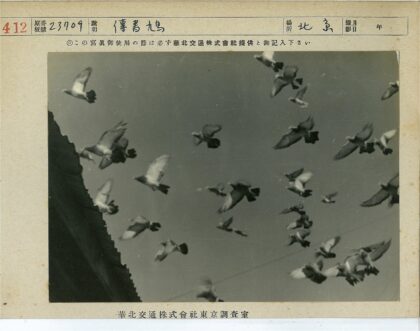 飞翔鸽群与建筑剪影.jpg