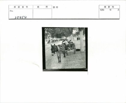 马车驴子与树下行人街景.jpg