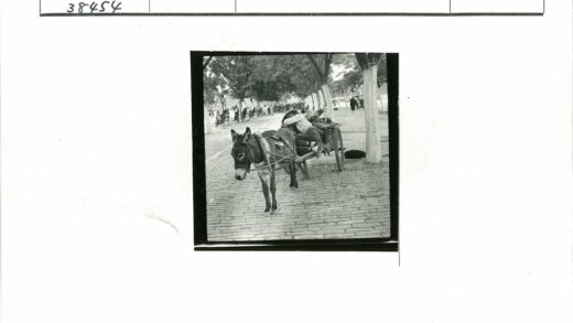 马车驴子与树下行人街景.jpg