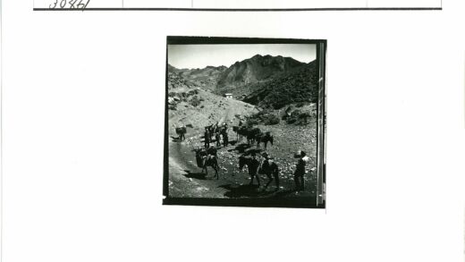 驮畜山路运输.jpg