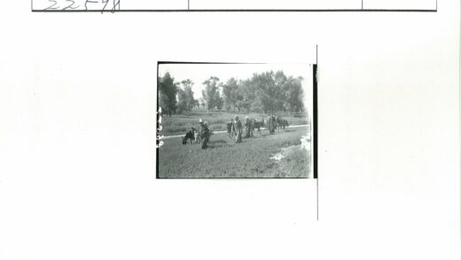 驮畜穿越林间小路.jpg