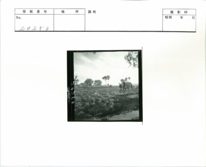 驴子行走田间土路人群背景.jpg