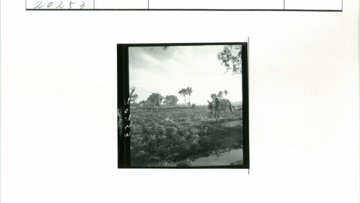 驴子行走田间土路人群背景.jpg