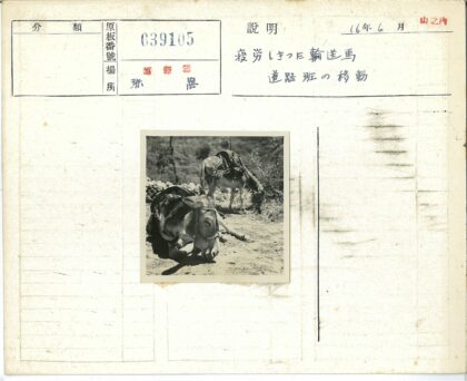 驴子驮马鞍户外吃草.jpg