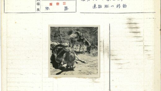 驴子驮马鞍户外吃草.jpg