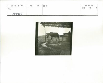 驴拉磨传统农具历史影像.jpg