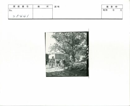 驴群与石径林间景.jpg