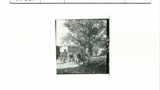 驴群与石径林间景.jpg