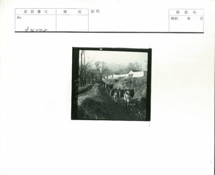 驴队驮货行经山路.jpg