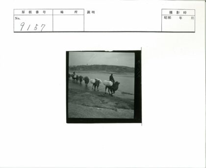 驼队沿河岸行进.jpg