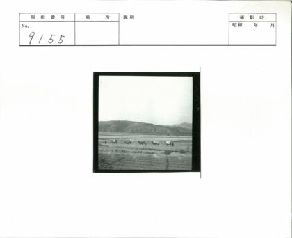驼队穿越贫瘠丘陵.jpg