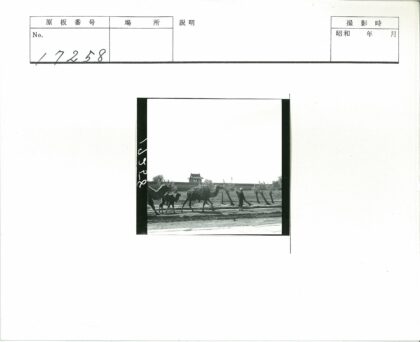 驼队行走土路建筑树木背景.jpg