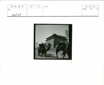 驼队途经传统建筑土路.jpg