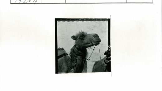 骆驼头特写与缰绳.jpg