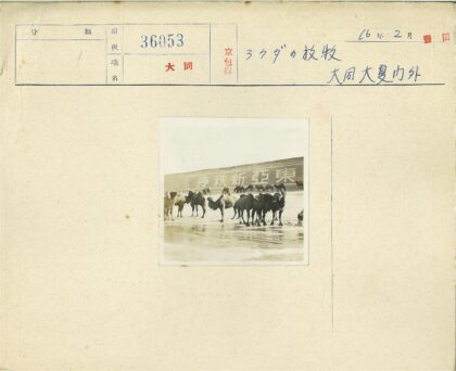 骆驼群与汉字墙的湿地背景.jpg
