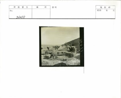 骆驼行走古墙碑文路.jpg