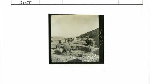 骆驼行走古墙碑文路.jpg