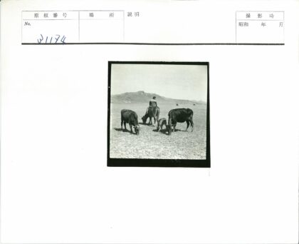 骑行者与牛群旷野远山.jpg