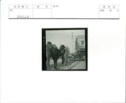 骑骆驼穿行旧街景.jpg