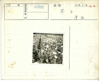 高大花枝与绿叶背景.jpg
