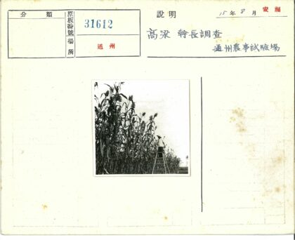 高梯俯瞰庄稼田.jpg
