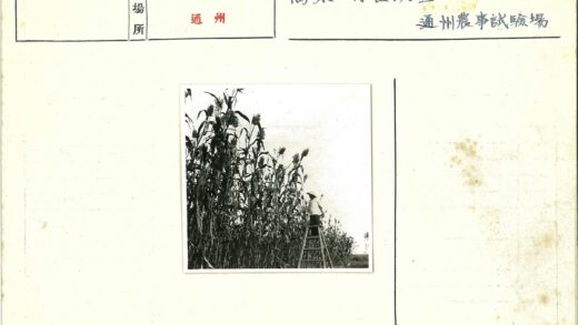 高梯俯瞰庄稼田.jpg