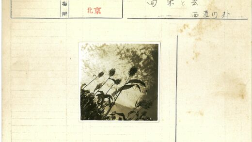 高耸羽状植物映衬云空.jpg