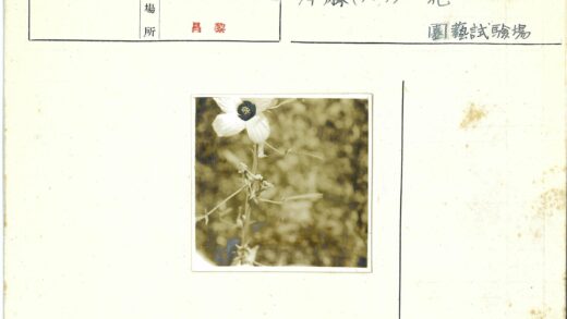 高茎黑蕊白花特写.jpg