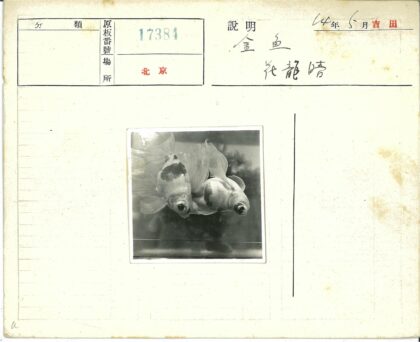 鱼缸中的双金鱼游动.jpg