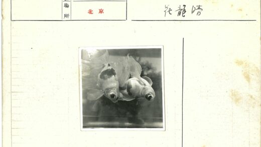 鱼缸中的双金鱼游动.jpg